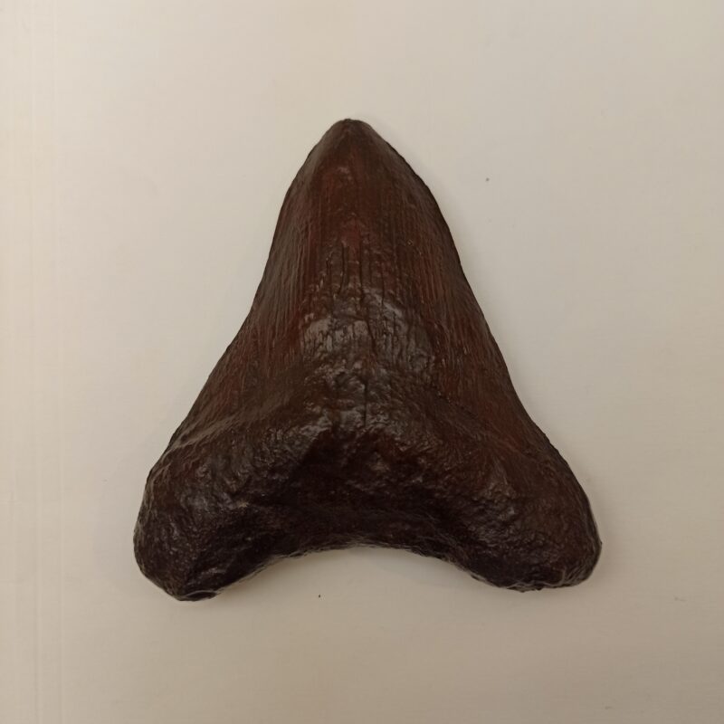 Megalodon Tooth Replica - Medium (3007)