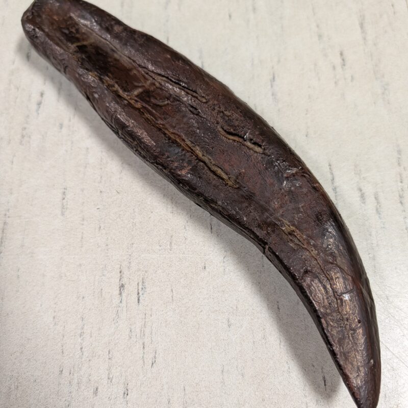 T-Rex Tooth Replica - Large (3013)