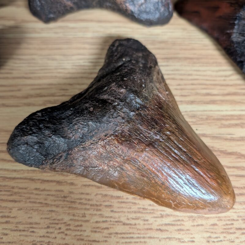 Megalodon Tooth Replica - Medium (3007)