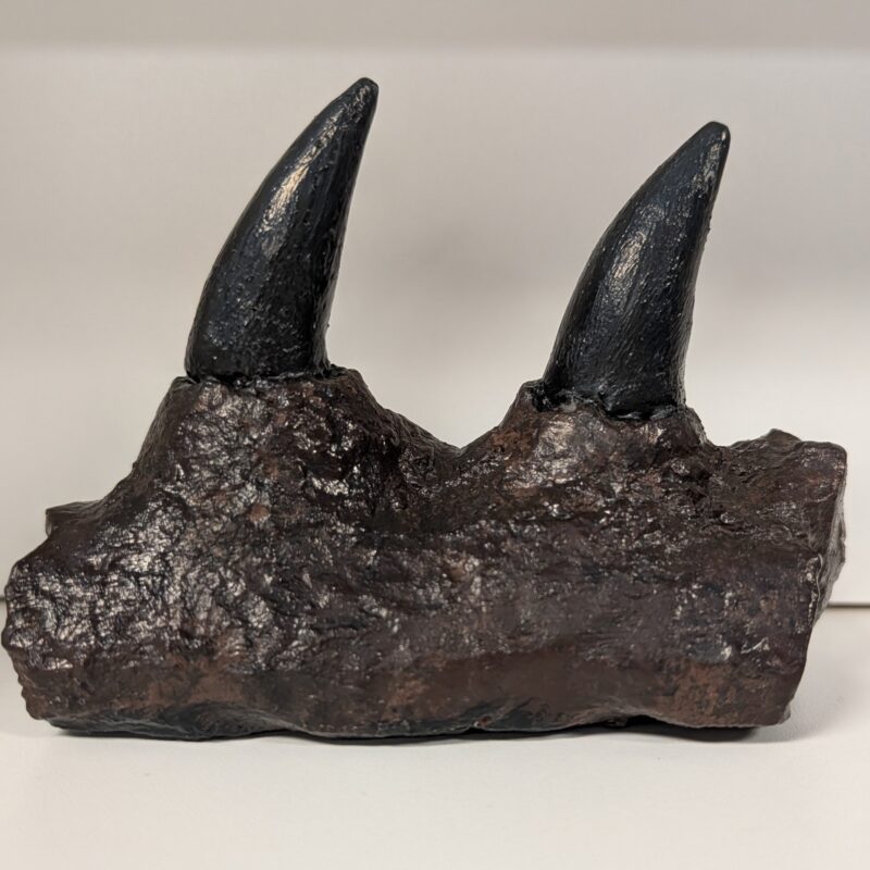 Mosasaur Jaw Fragment Replica Tylosaurus (3010)