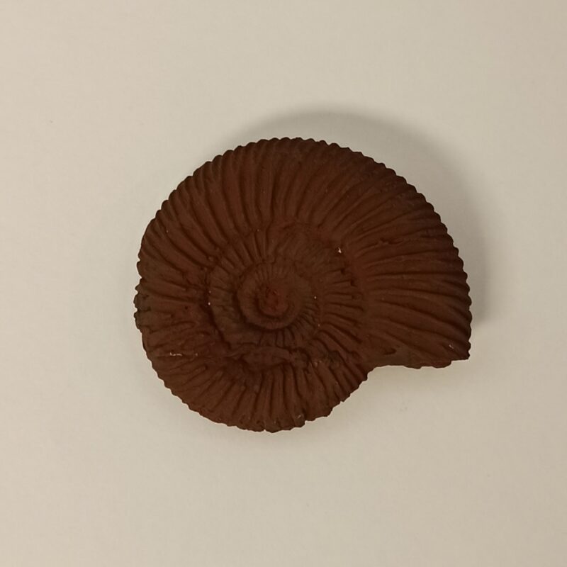 Dactylioceras Ammonite Replica (3004)