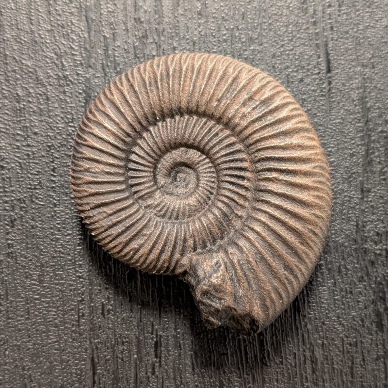 Dactylioceras Ammonite Replica (3004)