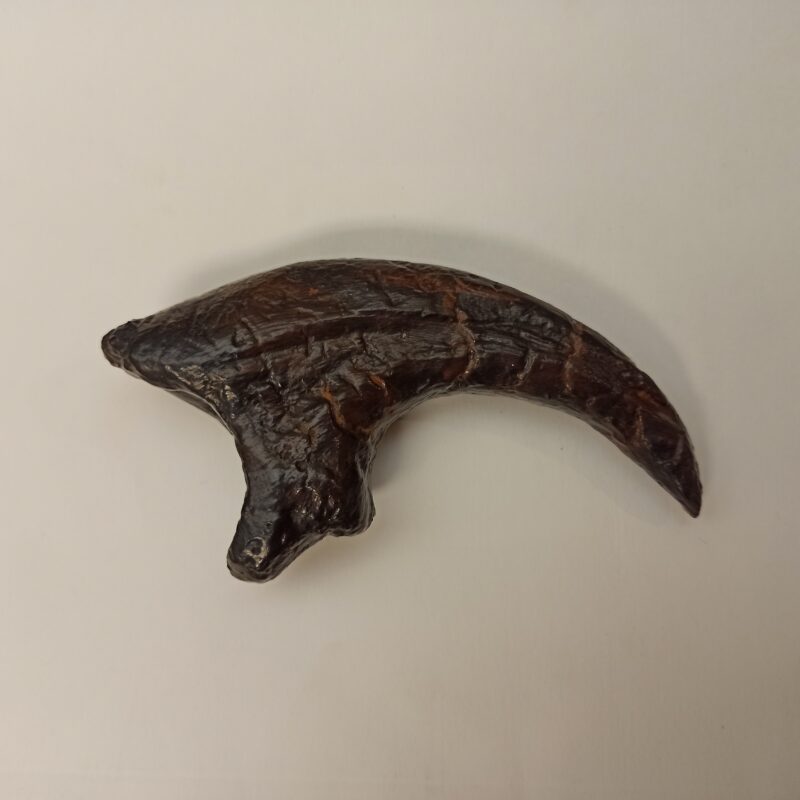 Raptor Claw Replica (3035)