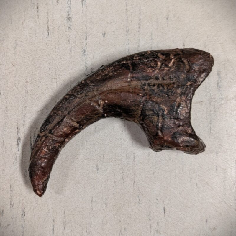 Raptor Claw Replica (3035)