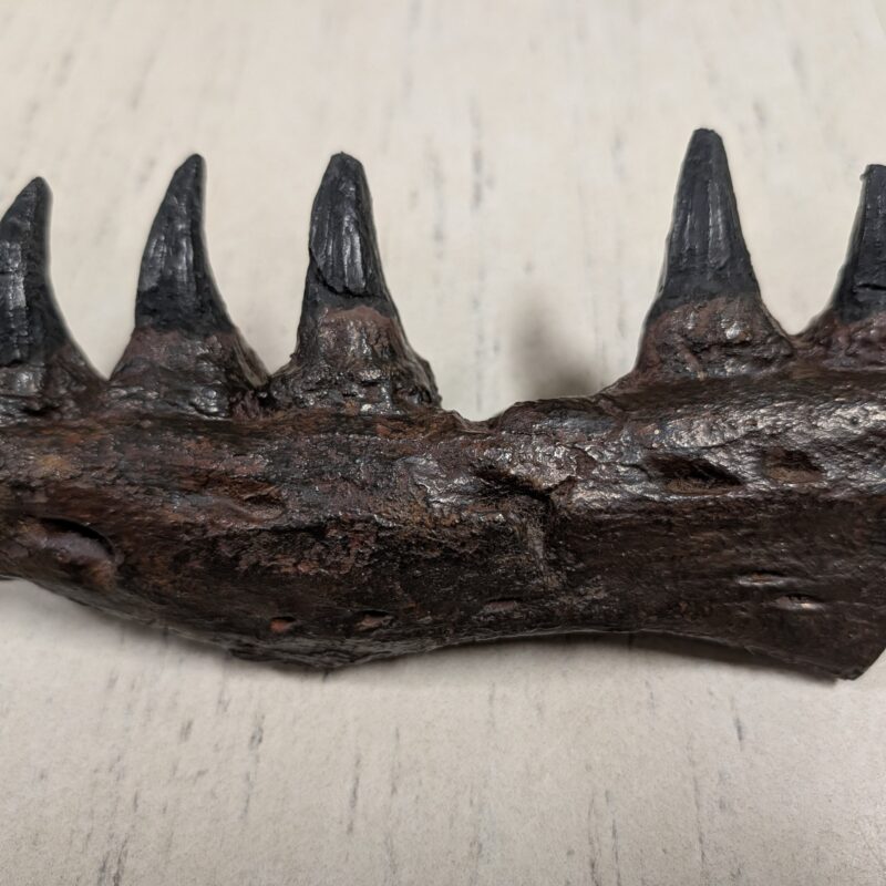 Mosasaur Jaw Replica Latoplatecarpus (3050)