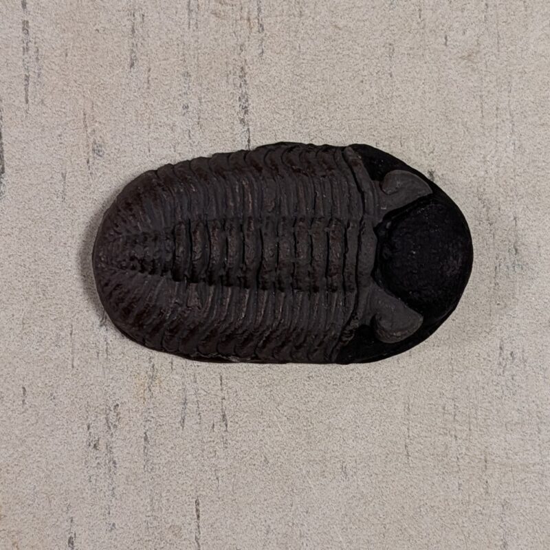 Trilobite Replica Loose (3049)