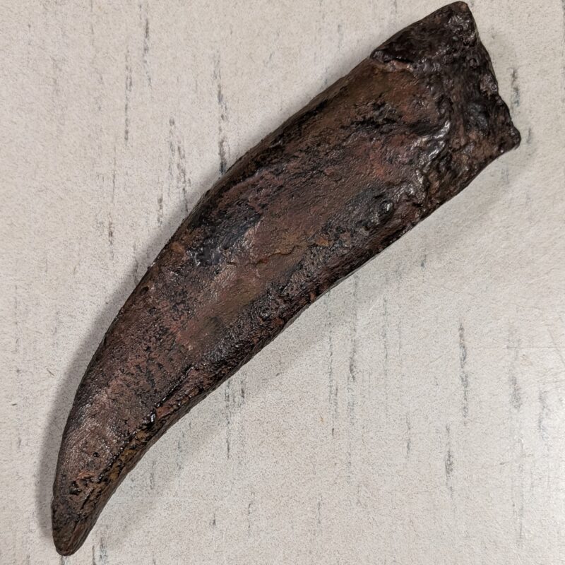 T-Rex Tooth Replica - Medium (3047)