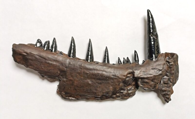 Xiphactinus Jaw Replica (3058)