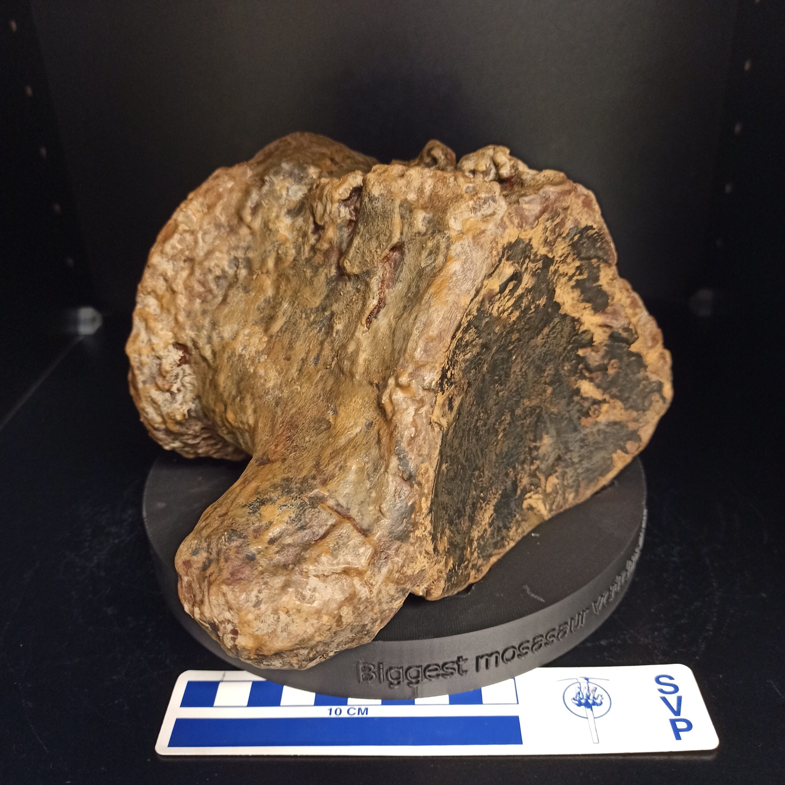 Bruce’s Biggest Vertebra Replica (3062)