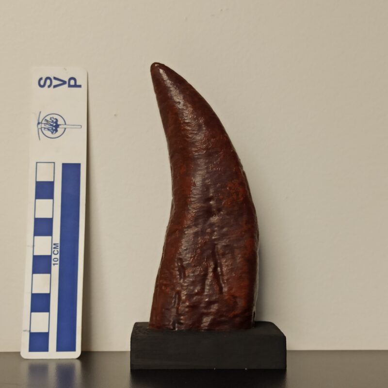 T-Rex Tooth Replica - Medium (3047) 3D