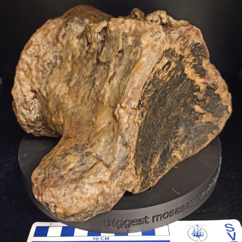 Bruce’s Biggest Vertebra Replica (3062)