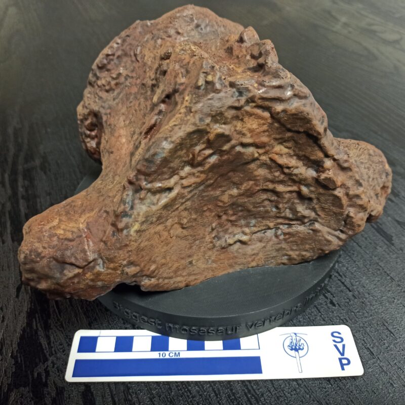 Bruce’s Biggest Vertebra Replica (3062)