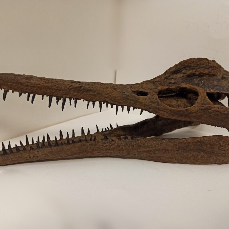 Short-Neck Plesiosaur Skull Replica (3063)