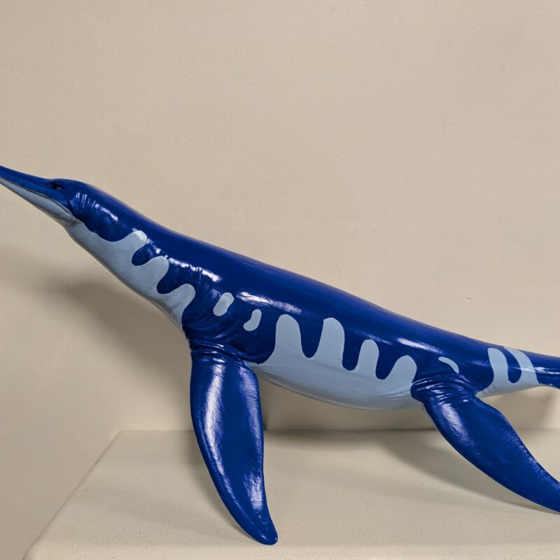 Short-neck Plesiosaur - Martinectes bonneri (3105)