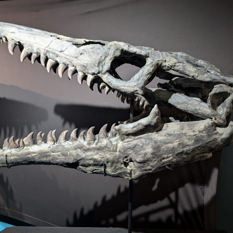 “Sid” Mosasaur Skull Replica (3065)